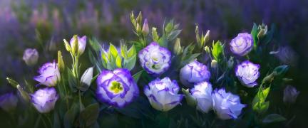 Фотообои цветы CV141