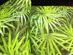 Обои 88425-1 виниловые коллекционные Natural листья пальмы 1.06*15.6м