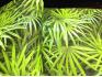 Обои 88425-1 виниловые коллекционные Natural листья пальмы 1.06*15.6м