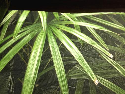 Обои 88425-2 виниловые коллекционные Natural листья пальмы 1.06*15.6м