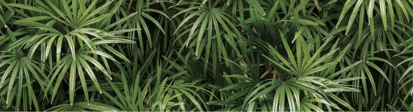 Обои 88425-2 виниловые коллекционные Natural листья пальмы 1.06*15.6м