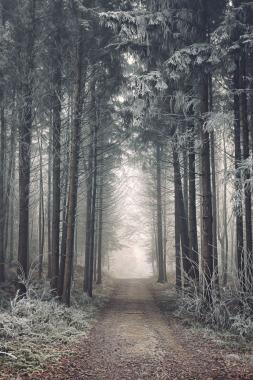 Фотообои туманный лес FRST-08