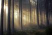 Фотообои туманный лес FRST-06