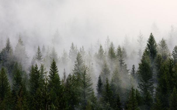 Фотообои туманный лес FRST-01