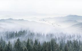 Фотообои туманный лес FRST-09